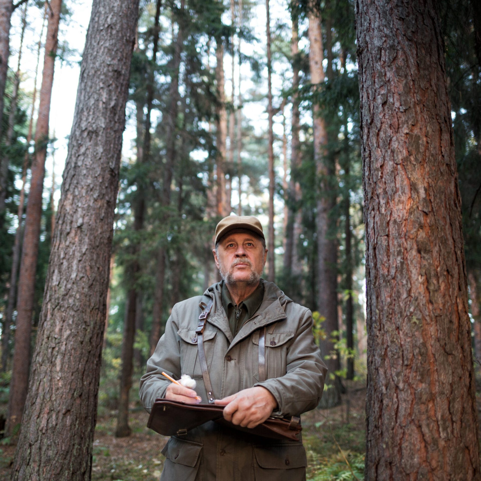 forester man conducts monitoring in pine national park. environmental protection. forest industry